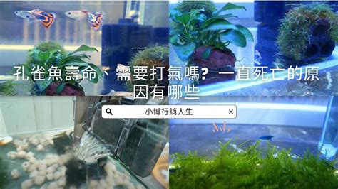 魚一直死怎麼辦|孔雀魚一直死該怎麼辦？